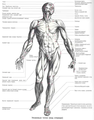 Изображения болевых точек на теле человека: Выберите размер и скачайте PNG