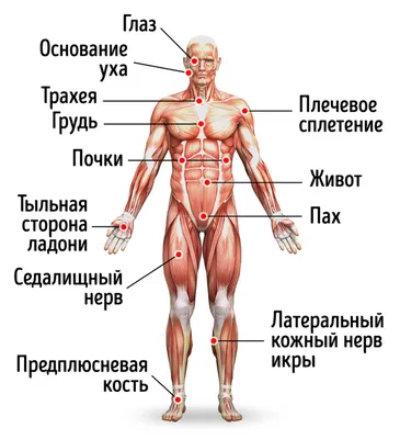 Болевые точки на теле человека фотографии