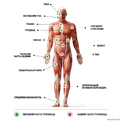 Фото человеческих болевых точек: JPG для различных размеров