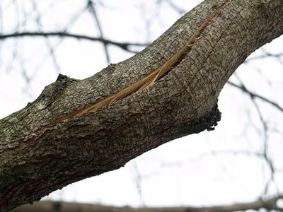 Фотографии Болезнь человек дерево в высоком разрешении: выберите формат.