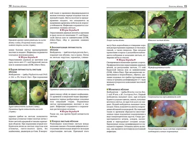 Методы борьбы: фото и описание болезней абрикосовых деревьев