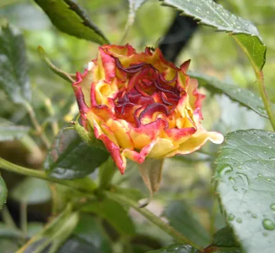 Фото болезней бутонов роз в высоком разрешении