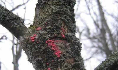 Железистая бактериозная болезнь яблони: фотографии и описание