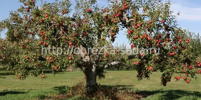 Болезнь яблони бактериозный ожог: фотографии и описание