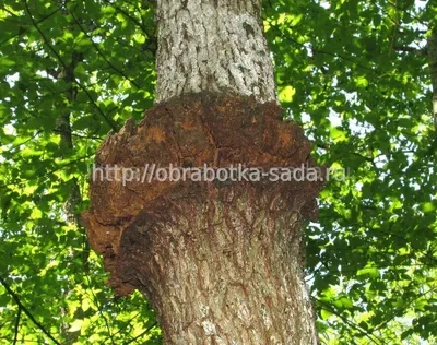 Скачать фотографию деревьев яблони с болезнями