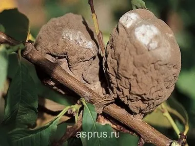 Полезные изображения болезней деревьев персика: бесплатное скачивание в высоком качестве