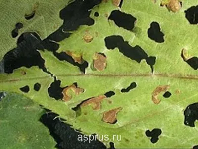 Обои на рабочий стол с фотографией заболеваний персиковых деревьев