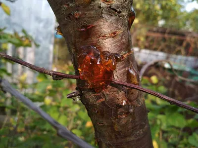 Фото болезней деревьев персика: бесплатное скачивание в хорошем качестве (PNG, JPG)