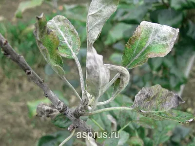 Коллекция фотографий болезней деревьев для фона рабочего стола