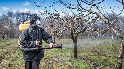 Фото деревьев с болезнями на рабочий стол