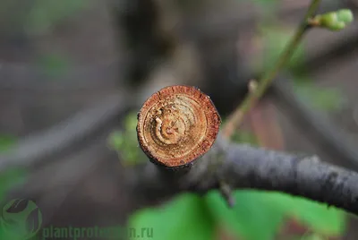 Фото болезней деревьев: вдохновение и печаль