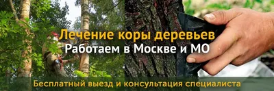 Фото деревьев с болезнями: лечение и профилактика