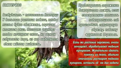 Угроза вирусов: защита от заболеваний фруктовых деревьев