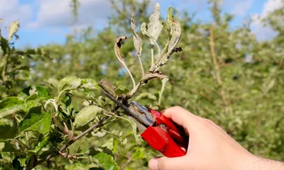 Болезни плодовых деревьев на фото: гниющие сырые плоды