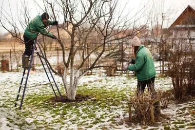 Удивительные фото плодовых деревьев и вредителей в формате GIF