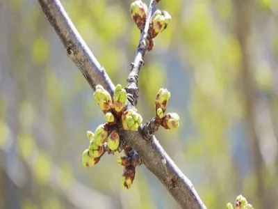 Зараженные плодовые деревья: ужасы нашего времени