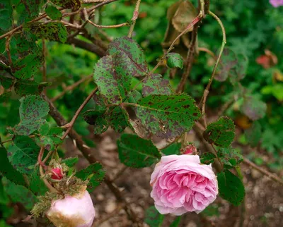 Фото роз с различными видами болезней и вредителей