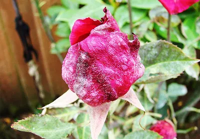 Показательные фотографии роз с популярными вредителями