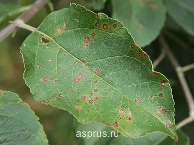 Бесплатные фотографии болезней яблоневых деревьев: различные форматы