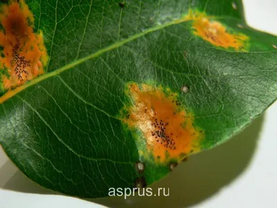 Фотографии болезней яблоневых деревьев в замедленной съемке