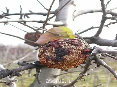 Фотоинформация о распространенных болезнях яблоневых деревьев