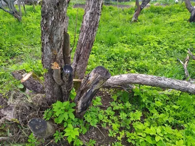 Фон с рисунком болезни яблоневых деревьев - бесплатно скачать