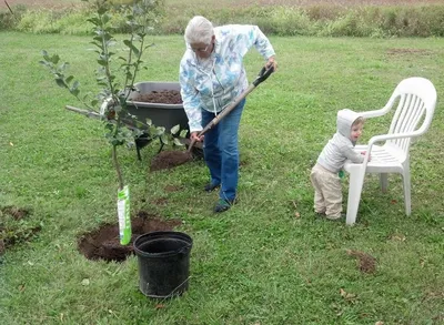 Сила природы: Как болезни влияют на жизнь яблоневых деревьев