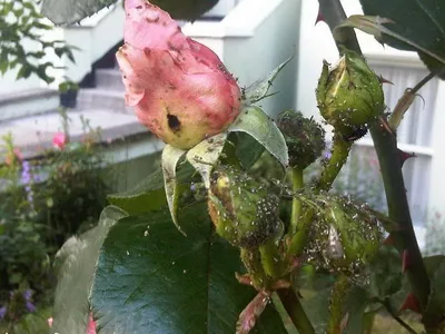 Фото болезней китайской розы в формате png для скачивания