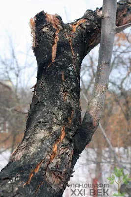 Фото болезни коры деревьев: выберите размер и скачайте в JPG формате!