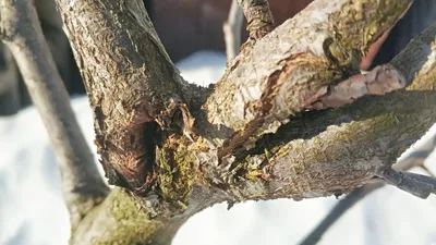 Фотографии, демонстрирующие опасность болезней коры деревьев