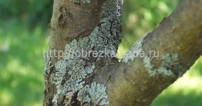 Разнообразие болезней коры деревьев на фотографиях