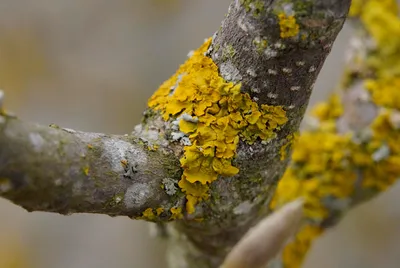 Рисунок коры деревьев с высоким разрешением 4K