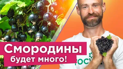 Фотографии болезней красной смородины: визуальное руководство для определения