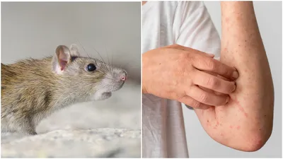 Картинка крысы для скачивания в PNG формате и выбором размера