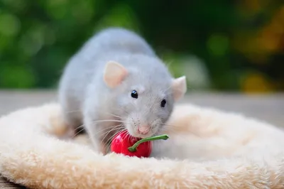 Изображение крысы в WebP формате для загрузки с возможностью выбора размера