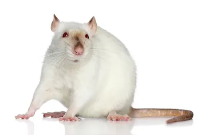 Фото крысы на странице для скачивания в JPG формате