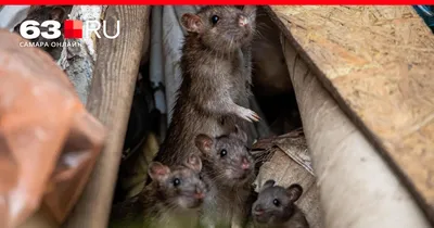 Фото крысы на странице для скачивания в PNG формате с выбором размера