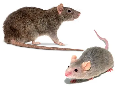 Фото крысы на странице в JPG формате с возможностью выбора размера