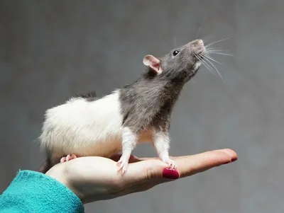 Фотография крысы размером S в JPG формате
