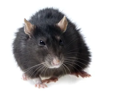 Фото крысы в формате JPG для скачивания с опцией размера