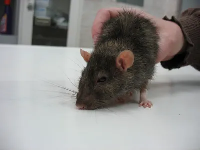 Изображение крысы в формате WebP для скачивания с опцией размера