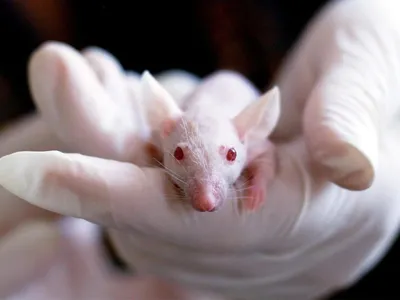 Изображение крысы на странице скачивания в WebP формате с выбором размера и формата