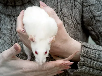 Фото крысы в формате PNG для скачивания с выбором размера и формата