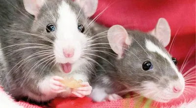 Фотография крысы с выбором размера и формата для загрузки в JPG формате