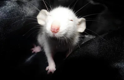 Фотография крысы на странице скачивания в JPG формате с выбором размера и формата