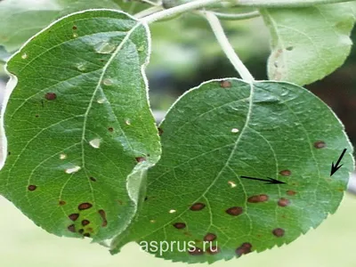 Новые изображения болезней листьев груши для скачивания