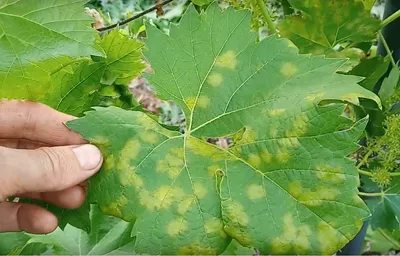 Болезни листьев винограда в картинках  фото