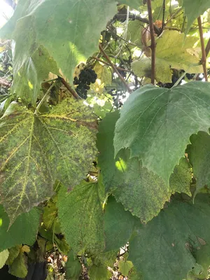 Картинки болезней листьев винограда: скачать бесплатно в хорошем качестве