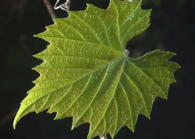 Фото листьев винограда: скачать в HD, Full HD, 4K качестве бесплатно