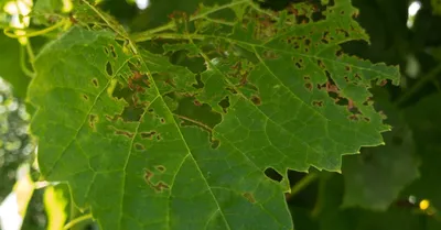 Новые изображения болезней листьев винограда: скачать бесплатно